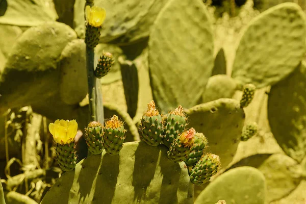 Cactus de Chipre. Vista de cactus creciendo contra el cielo azul. Chipre. Fondo de pantalla y textura de fondo . —  Fotos de Stock