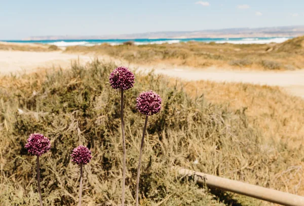 紫の丸玉ねぎの花を海に — ストック写真