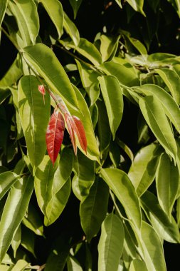 Yazın ağaçtaki sulu yeşil yapraklar