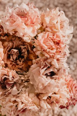 Bahçedeki soluk pembe gül çiçekleri