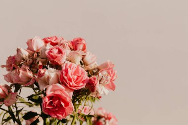 Bahçedeki soluk pembe gül çiçekleri