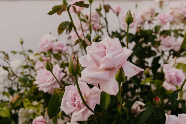 Блідо-рожеві квіти троянд в саду — стокове фото