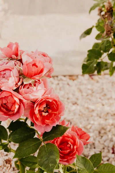 Бледно-розовые розовые цветы в саду — стоковое фото
