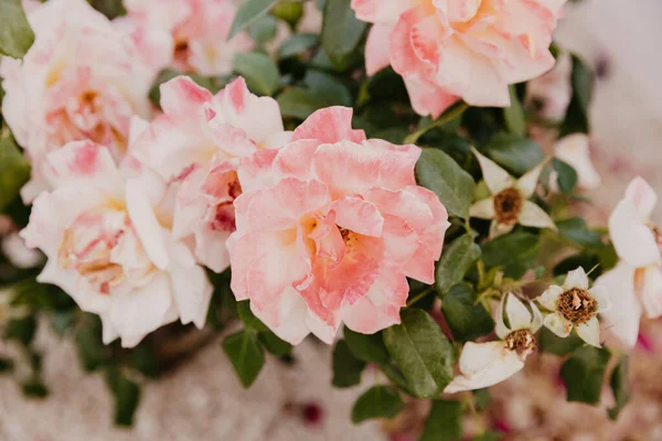 ดอกกุหลาบสีชมพูอ่อนในสวน — ภาพถ่ายสต็อก