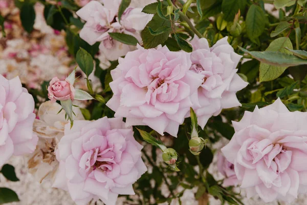Блідо-рожеві квіти троянд в саду — стокове фото