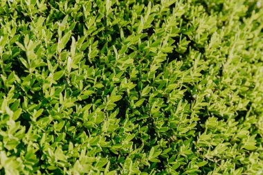 yeşil çalı üst görünümü yeşil duvar arkaplanı.