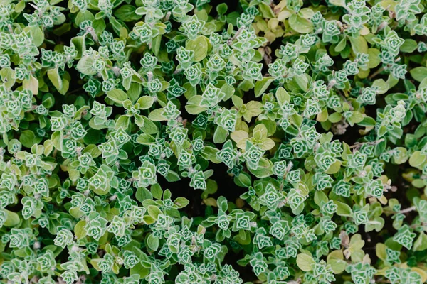 Зеленый куст вид сверху Зеленые листья стены фона . — стоковое фото