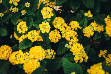 Yeşil çalılıklarda sarı lantana çiçekleri