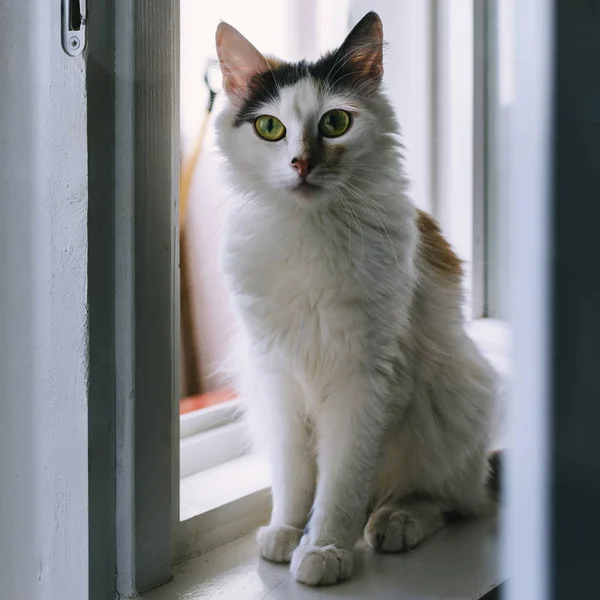 Retrato de gato branco — Fotografia de Stock