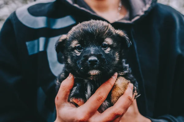 Cane in mano — Foto Stock