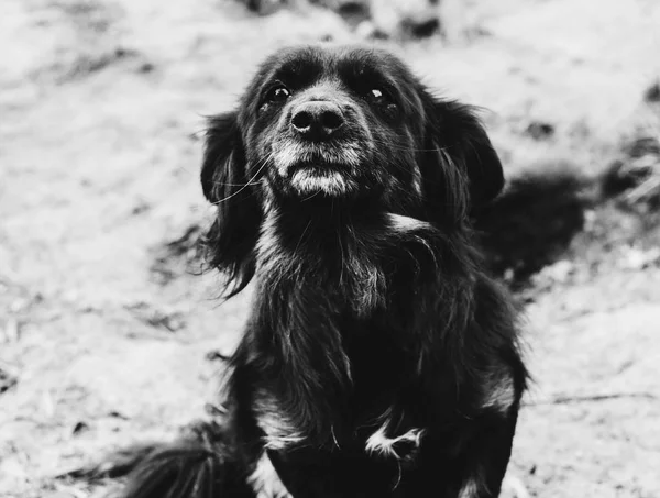 Cão em cadeia — Fotografia de Stock