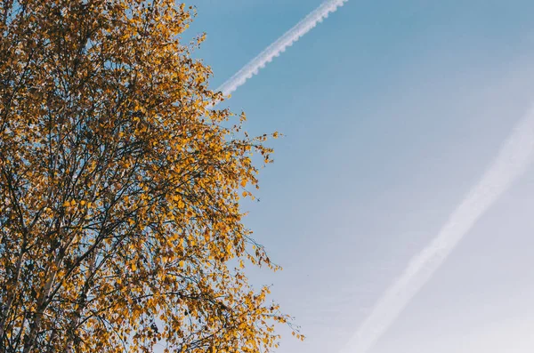 Árbol y cielo — Foto de Stock