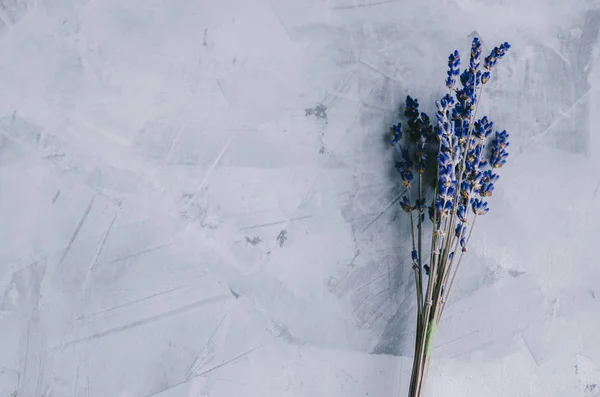 Fiori in interni — Foto Stock