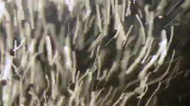 Su akvaryumundaki baloncukların soyut arkaplanı