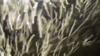 Su akvaryumundaki baloncukların soyut arkaplanı