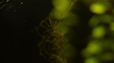 Su akvaryumundaki baloncukların soyut arkaplanı