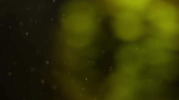 Абстрактный Фон Пузырей Водной Аквакультуре — стоковое видео