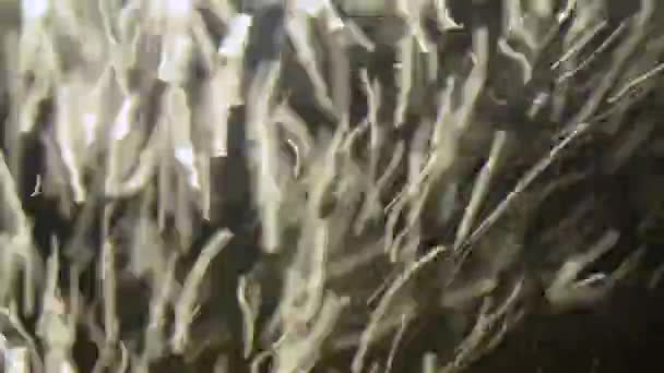 Abstracte Achtergrond Van Bellen Wateraquarium Macro — Stockvideo