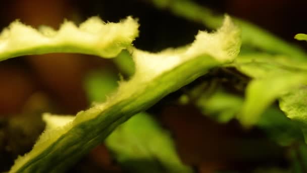 Pez Gato Negro Acuario Comiendo Pepino — Vídeos de Stock