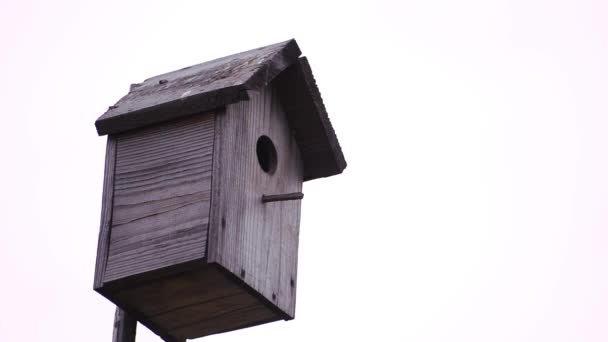 Starling Voou Para Casa Dos Pássaros Sem Comida — Vídeo de Stock