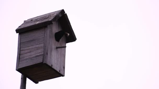 Starling Voa Para Fora Casa Dos Pássaros Volta — Vídeo de Stock