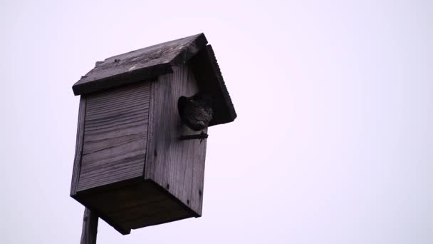 Starling Arriveert Het Vogelhuis Met Voedsel — Stockvideo