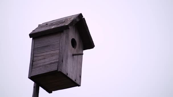 女のスターリングは鳥の家から食料がない男を追いかける — ストック動画