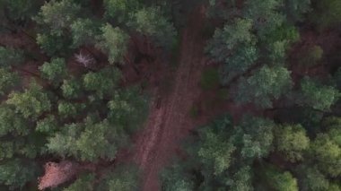 Hava manzarası: Sonbaharda büyük bir çam ormanında bir yolun üzerinde uçmak