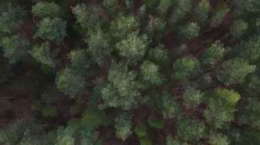 Hava manzarası: Sonbaharda büyük bir çam ormanının üzerinde uçmak