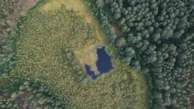 Bir yaz günü ormandaki güzel bir bataklığın yüksekliğinden bak.