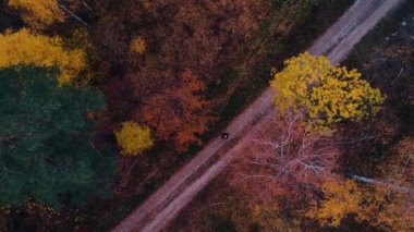 Hava manzarası: Sonbahar ormanlarında üzerinde portakal dalları olan bir adamın bulunduğu bir kır yolunun üzerinde uçuyor. Ormanın en üst manzarası .