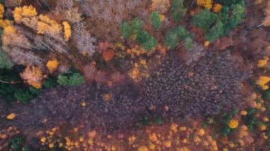 Hava manzarası: Çam ağaçları, portakal ağaçları ve yeşil köknar ağaçlarıyla bir sonbahar ormanının üzerinde uçmak. Doğa, seyahat, eğlence. Rusya-Avrupa. Ölü ormanın en iyi manzarası. .