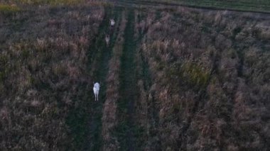 Hava manzarası: Geyik tarlada ot yiyor. Bir sonbahar akşamında güzel bir geyik vahşi doğada gün batımında.