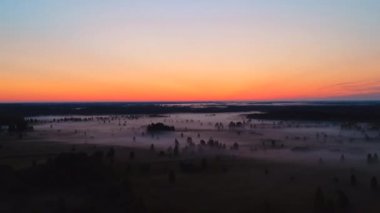 Şafak vakti sisli bir Rus köyünde küçük huş ağaçları ve çam ağaçları olan bir tarlanın üzerinde uçmak.