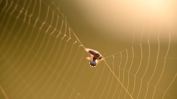 Une Araignée Tisse Proie Dans Cocon Sur Une Toile Araignée — Video