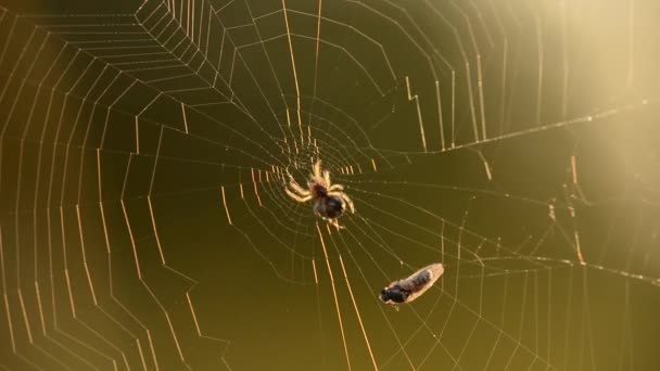 Eine Spinne Verwebt Ihre Beute Einem Kokon Einem Sommermorgen Verfing — Stockvideo