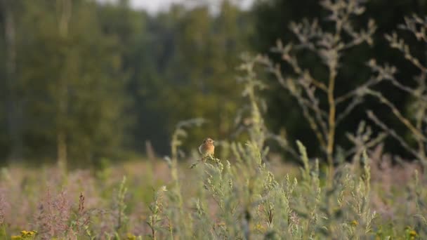 Een Veldleeuwerik Zat Het Gras Fladderde Een Zomerochtend — Stockvideo