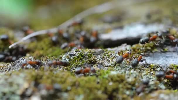 Makrovideo Myror Som Löper Genom Mossa Och Bär Byggnadsmaterial För — Stockvideo