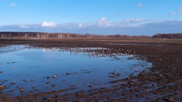 大きな水溜りの近くの畑で雁の群れが飛び立つ時 — ストック動画