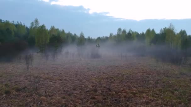 Niebla Borde Del Bosque Tarde Primavera Atardecer Vista Desde Dron — Vídeos de Stock