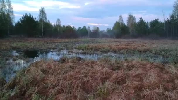 Köd Erdő Szélén Lápos Tavaszi Estével Naplementekor Kilátás Drónról — Stock videók