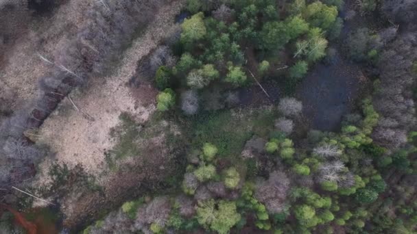 Flying Över Liten Och Slingrande Flod Skogen Vårdag Utsikt Från — Stockvideo