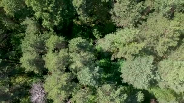 Aerial View Spruce Forest Swaying Wind Summer Sunny Day — Stock Video