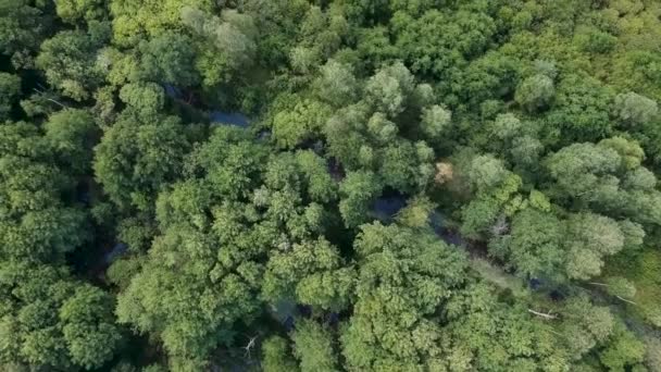 Letecký Pohled Zarostlá Řeka Mezi Zelenými Stromy — Stock video