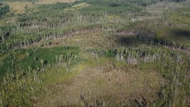 Dibakar Sepuluh Tahun Yang Lalu Hutan Dengan Pemandangan Mata Burung — Stok Video