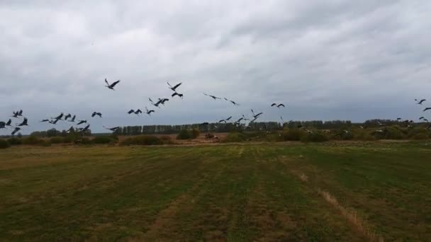 Widok Lotu Ptaka Duże Stado Żurawi Startuje Wznosi Się Niebu — Wideo stockowe