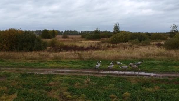 空中景观 鸟儿在水坑附近的田里啄食青草 从无人机上飞走 靠近地面 — 图库视频影像