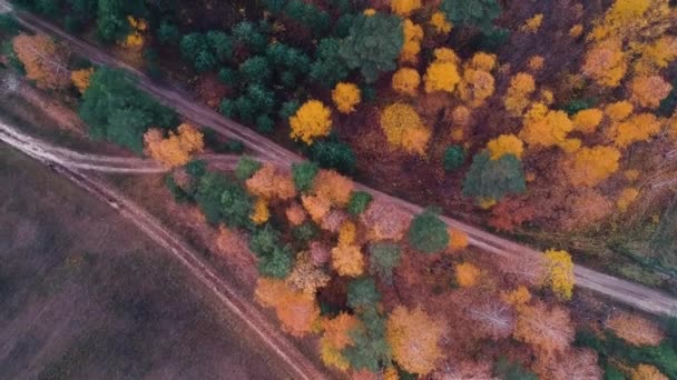 Letecký Výhled Létání Nad Venkovskou Silnicí Podzimním Lese Oranžovými Břízami — Stock video