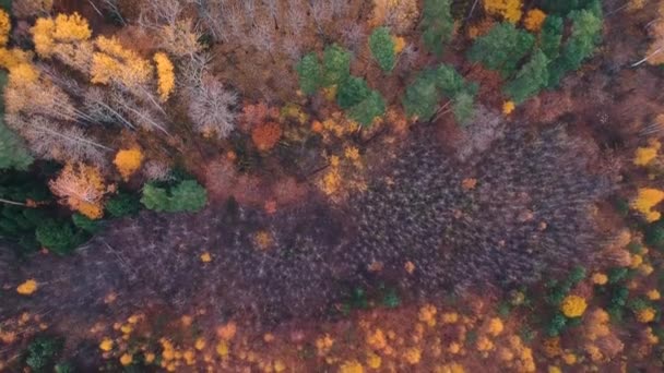 Uitzicht Vanuit Lucht Vliegend Een Herfstbos Met Dennen Sinaasappelberken Groene — Stockvideo