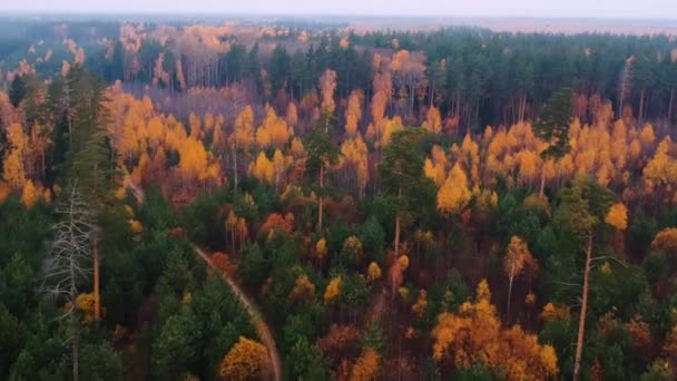 Vista Aerea Sorvolando Una Foresta Autunnale Con Pini Betulle Arancioni — Video Stock